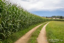 Country road along the corn
