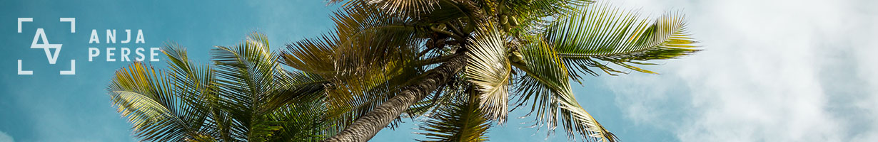 Palm trees at Curacao, Caribbean